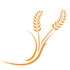 Beta Glucan Derivative